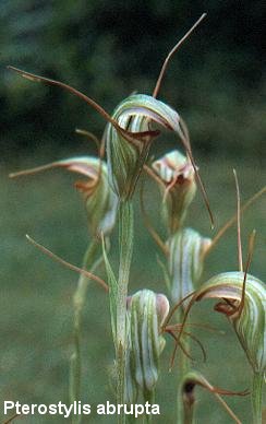 Pterostylis nutans X stricta