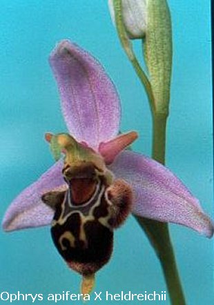 Ophrys apifera X heldreichii