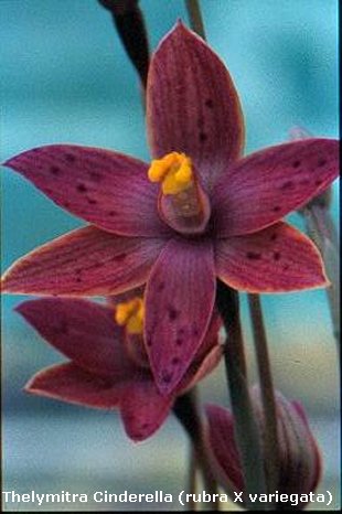 Thelymitra nuda X crinita