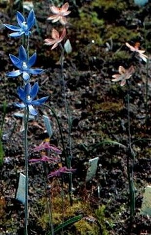 Thelymitra garden