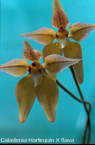 Caladenia Harlequin X flava