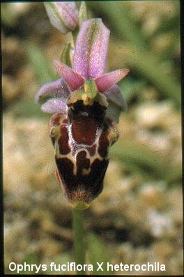 Ophrys aff. forestierii