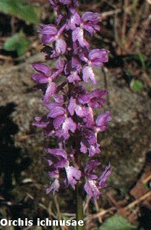 Orchis ichnusae