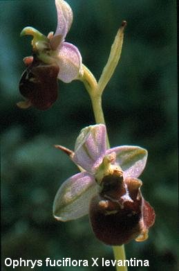 Ophrys aff. bilunulata