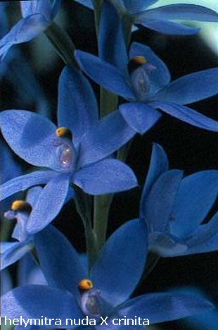 Thelymitra nuda X crinita