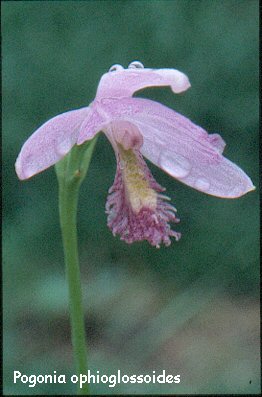 Diuris punctata