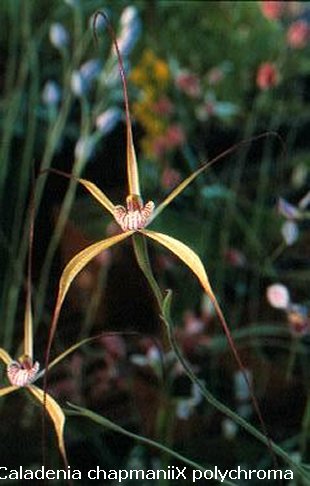 Caladenia chapmanii X polychroma