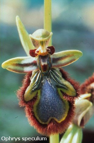 Ophrys speculum