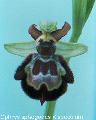 Ophrys sphegodes X O. speculum